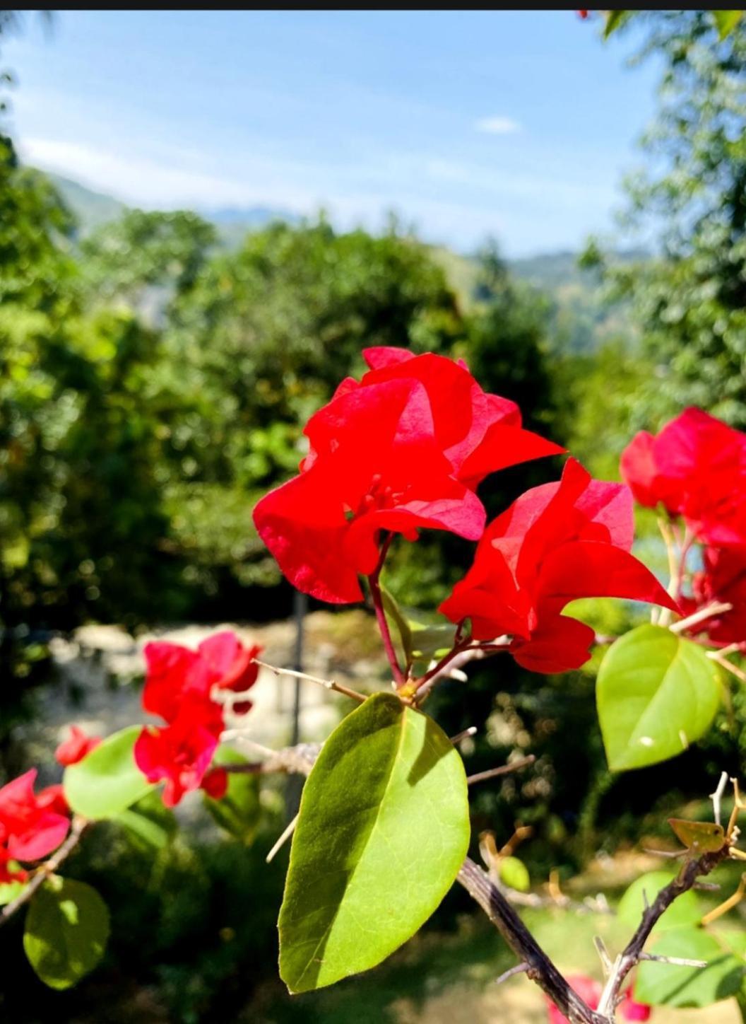 Отель Blissful Haven Элла Экстерьер фото